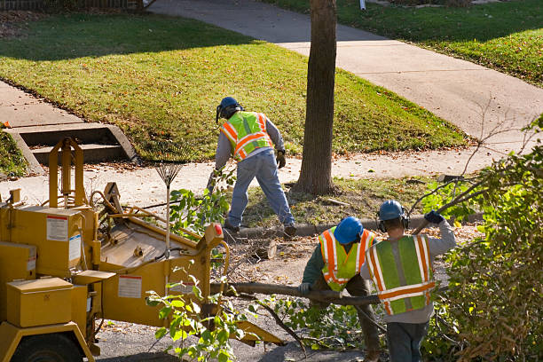 Hardinsburg, KY  Tree Services Company